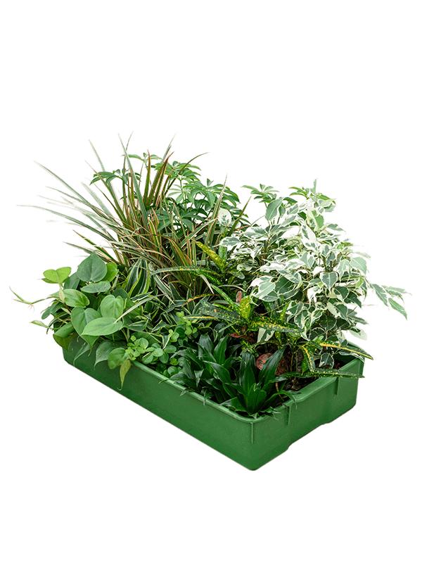 Hydro mix 24/tray, D 9 cm