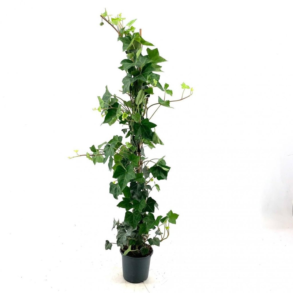 Hedera hibernica, gebonden, D 13