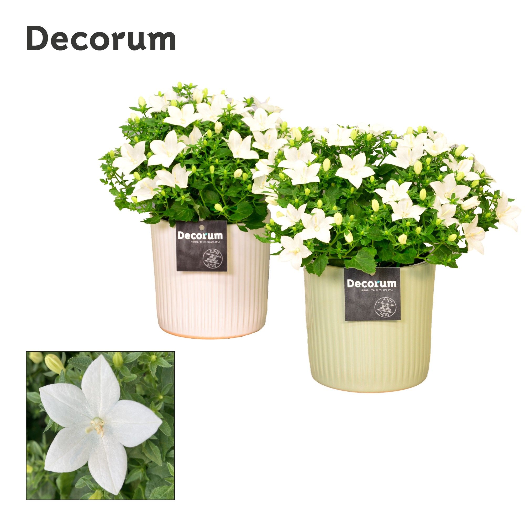 Campanula 'Atlanta' Decorum Sophie, D 13