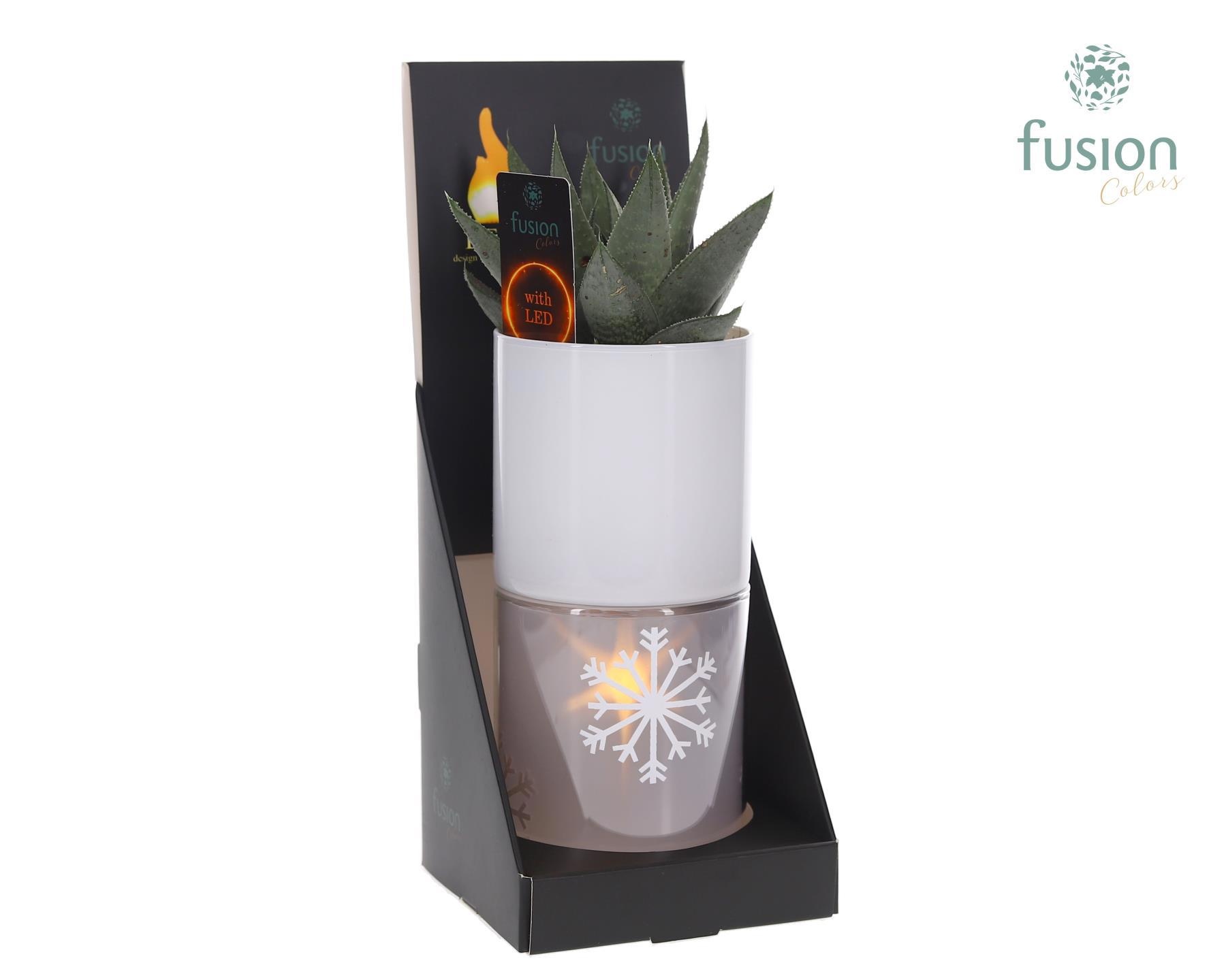Glas tube Led planter groot met Haworthia, D 11 cm Glas tube Led planter groot met Haworthia, D 11 cm