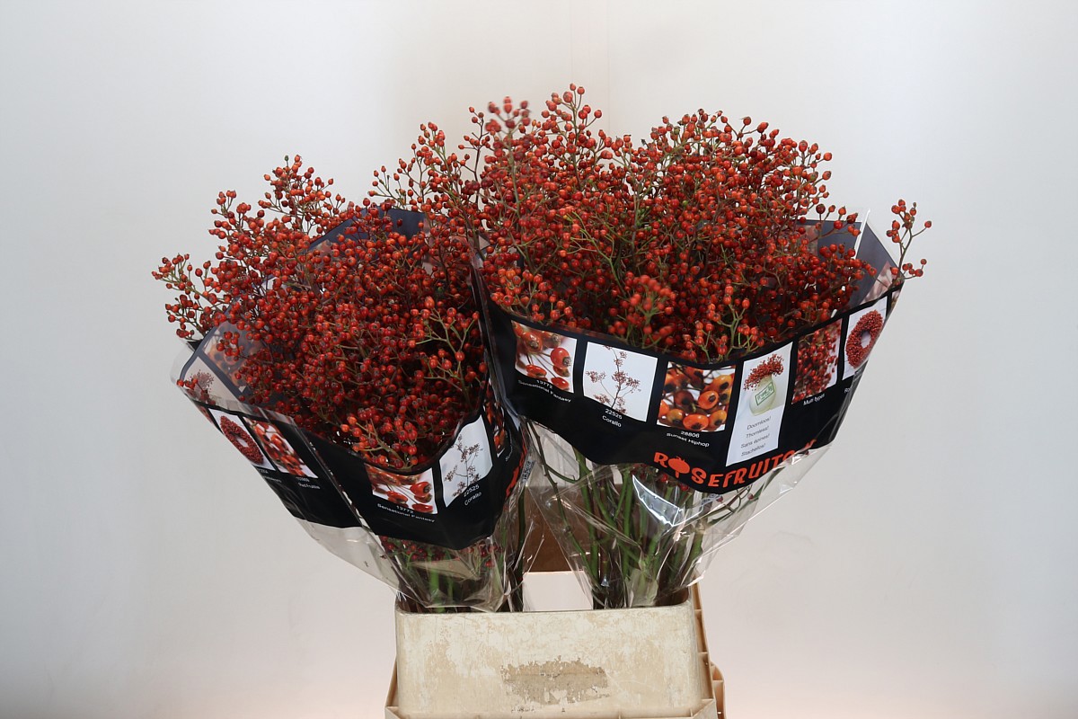 Рузботель Роузфрут Элит 100, шт.