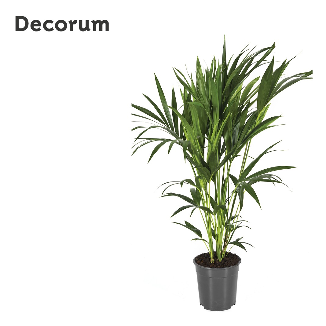 Howea forsteriana 120cm (Kentia) Decorum, D 24