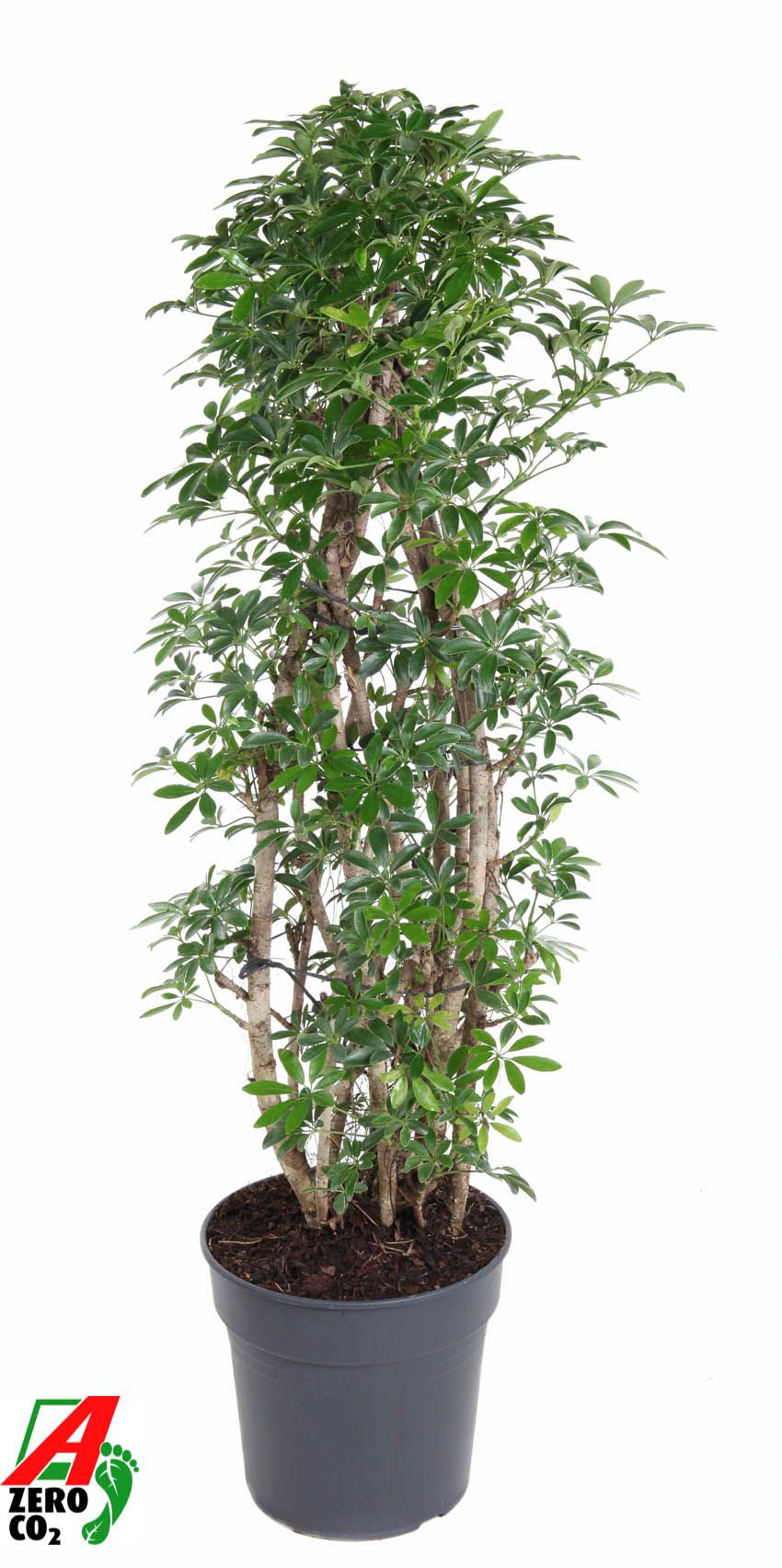 Schefflera Luseana P31, D 31