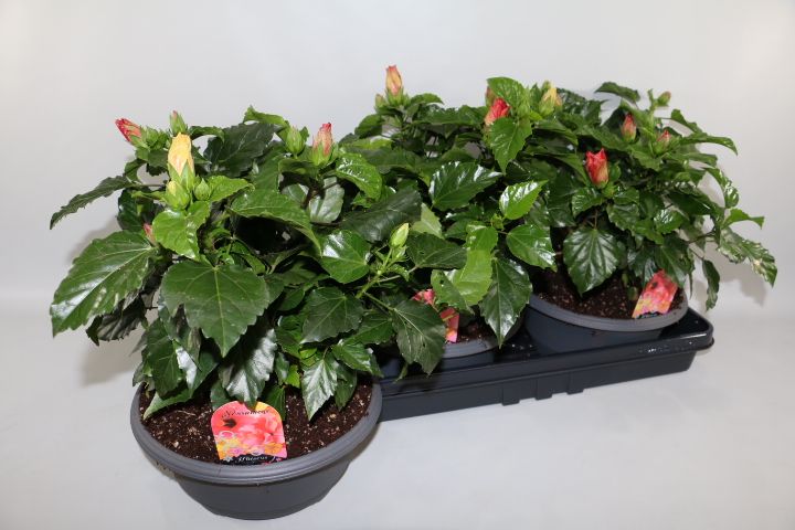 Hibiscus Schaal Carnaval 27cm, D 27