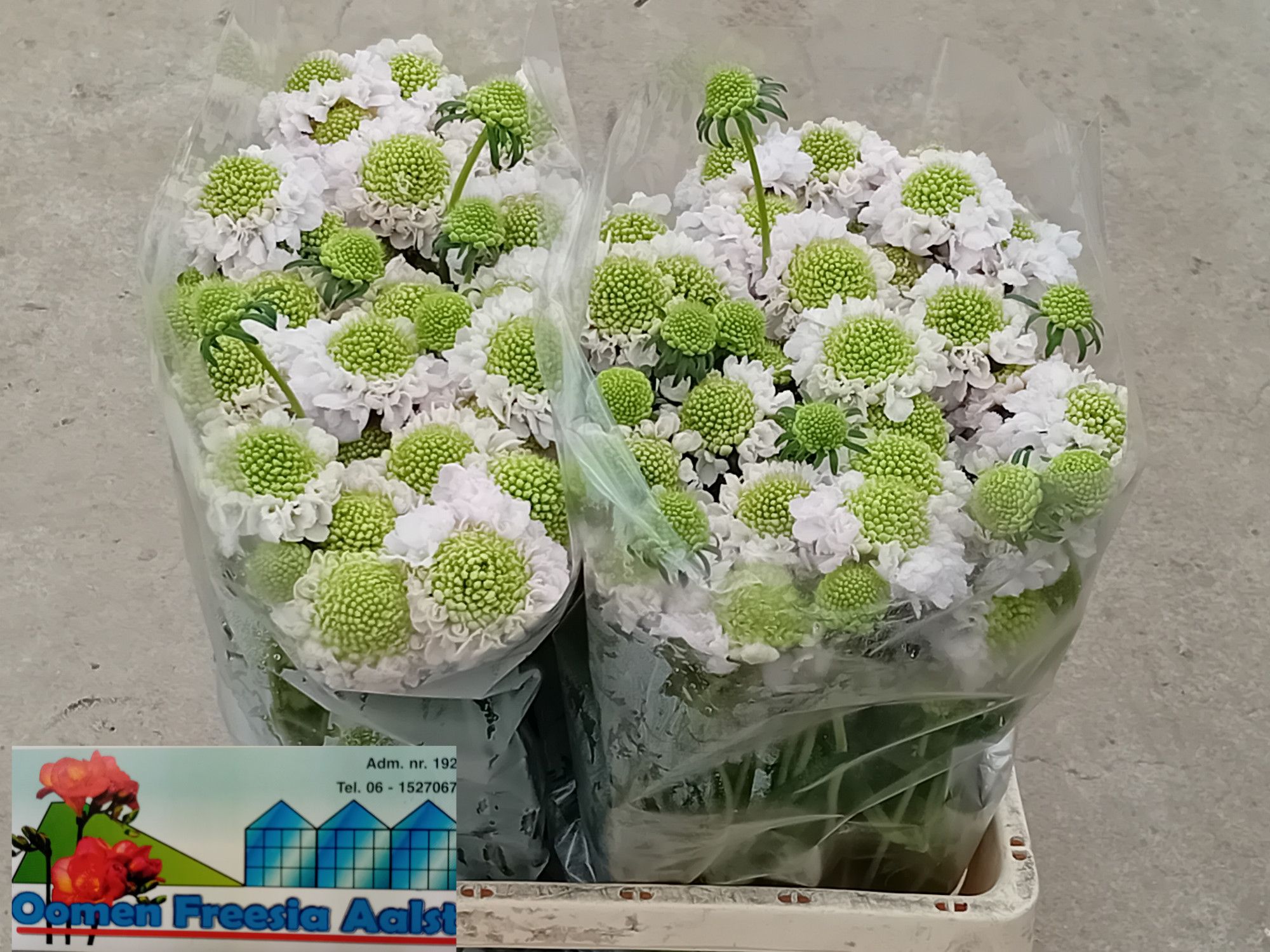 Скабиоза Френч Ванилла 55, шт.