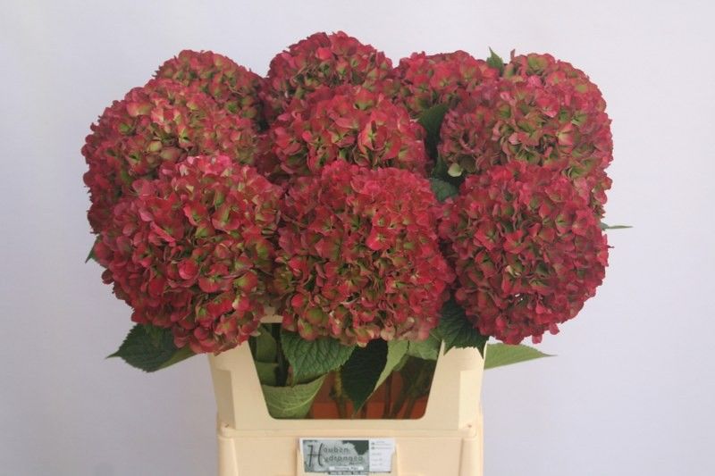 Гортензия Глоуин Альпс Классик 70, шт.