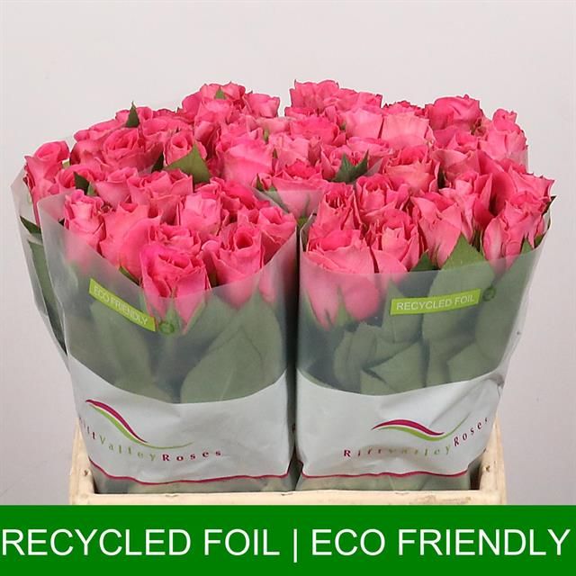 Роза од. Вотергейм 40, шт.