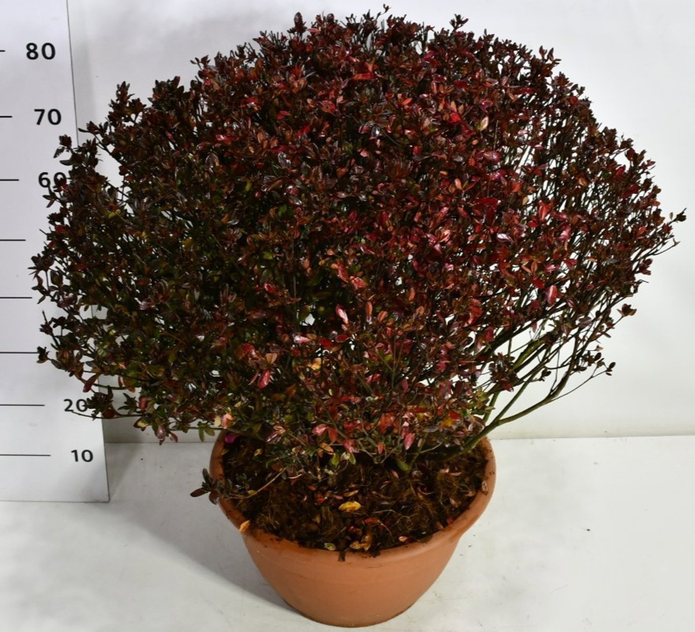 Rhododendron (AJ) 'Stewartstonian', D 38