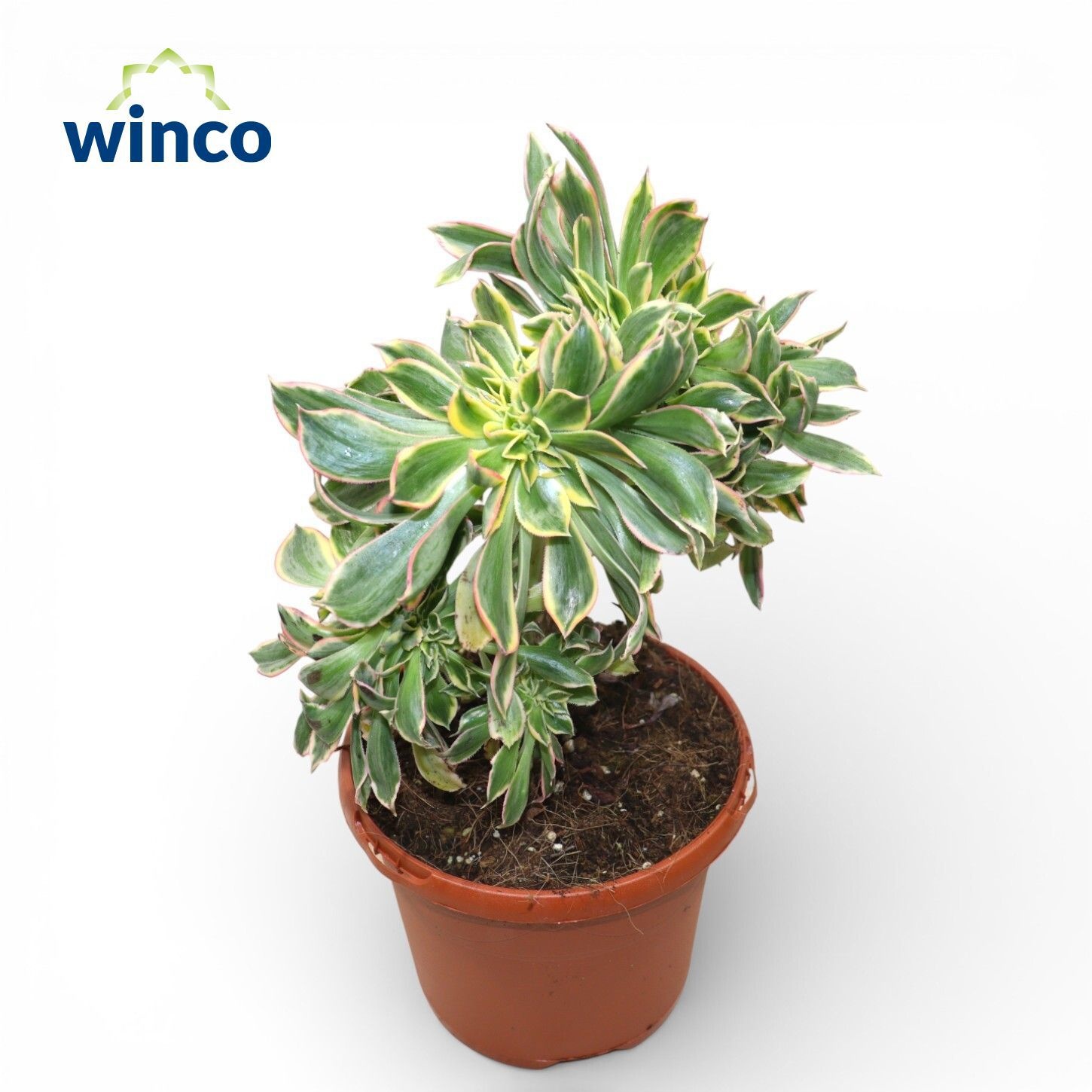 Aeonium Sunburst Cristata, D 17