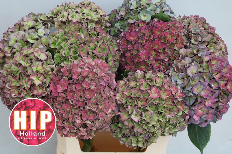 Гортензия Родео Классик 80, шт.