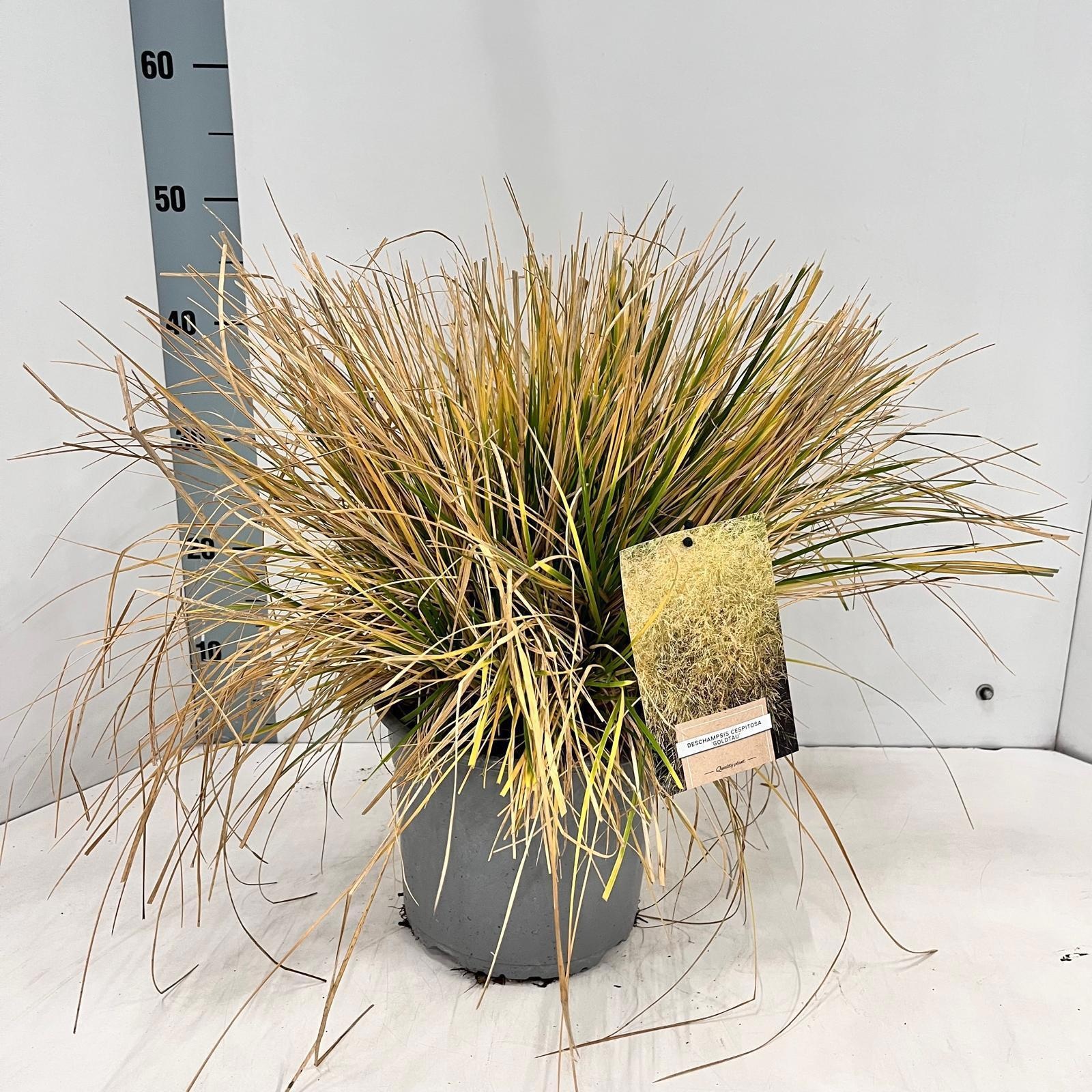 Deschampsia cespitosa 'Goldtau', D 21