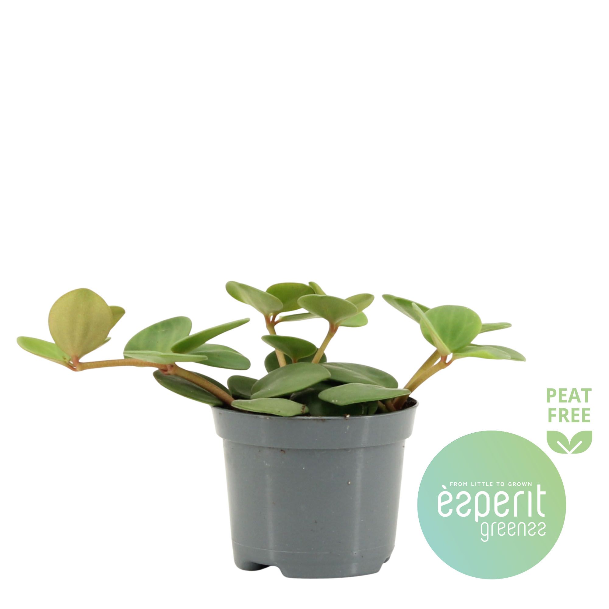Peperomia Hope, D 8,5