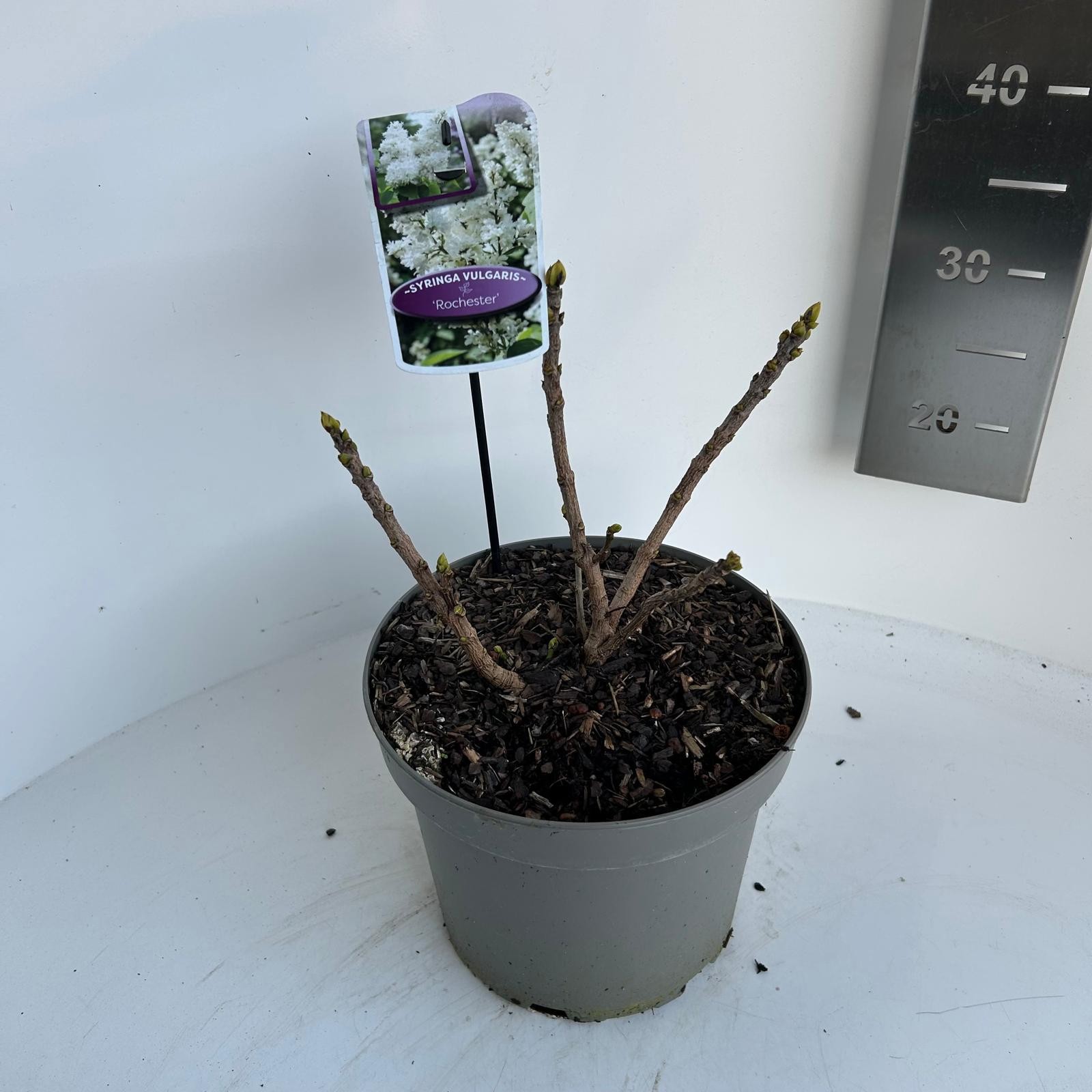 syringa vulgaris rochester, D 23