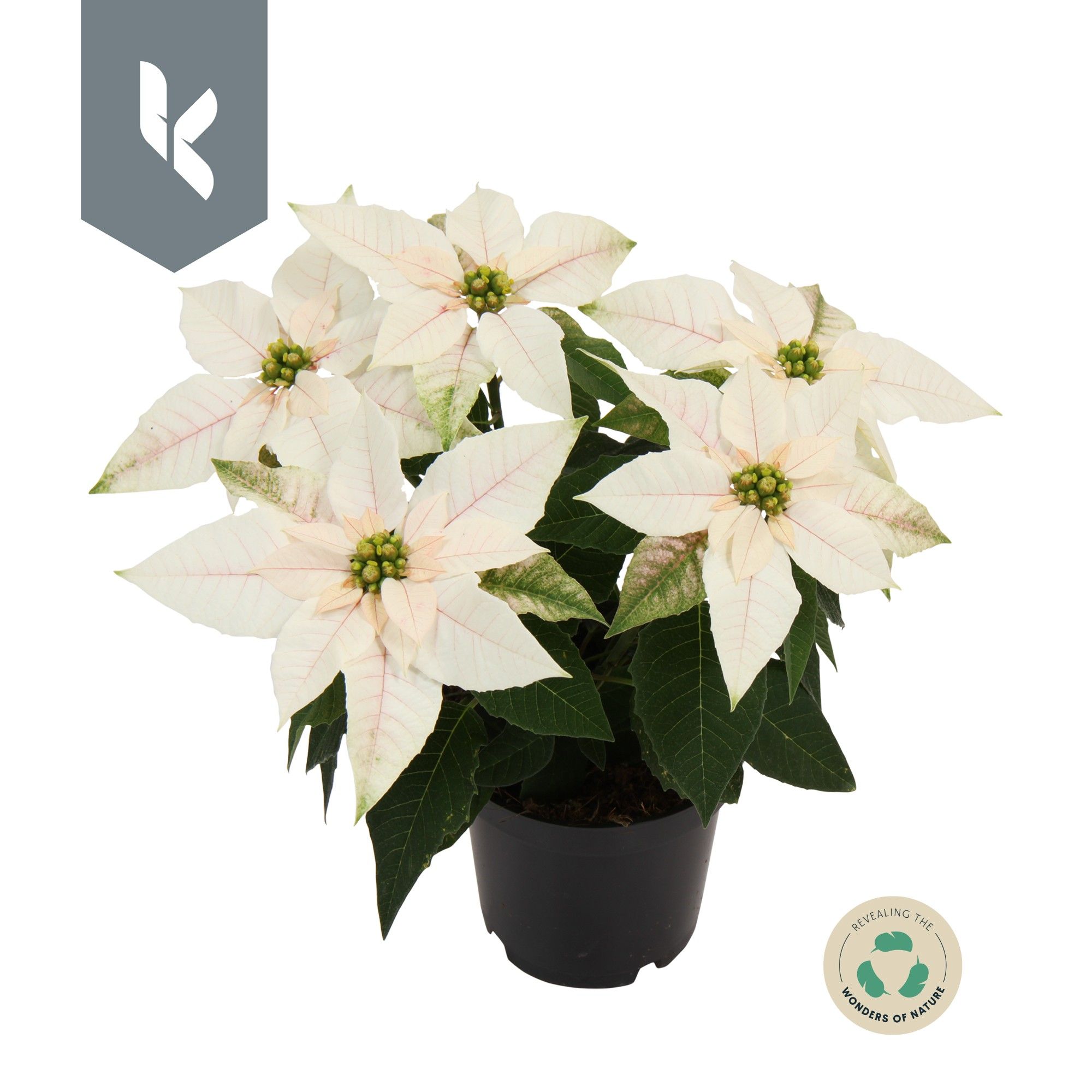 Princettia Pure White, D 10,5 cm