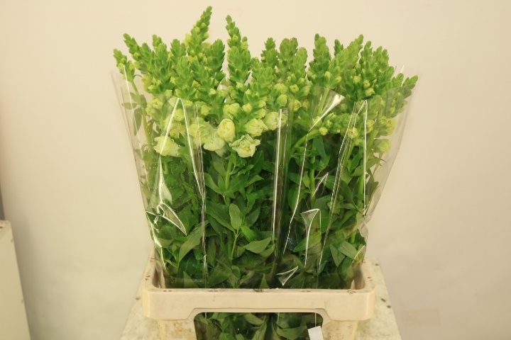 Антирринум Снэпстар Вайт (бел.), шт.