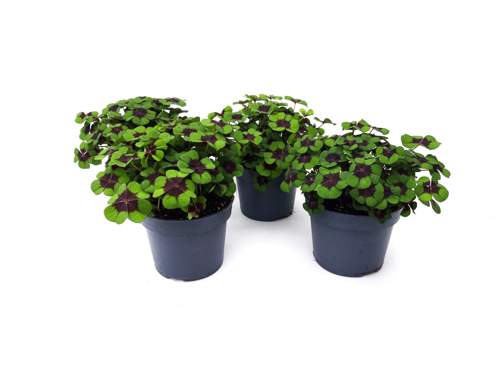 Oxalis Deppei P13 UK, D 13 cm