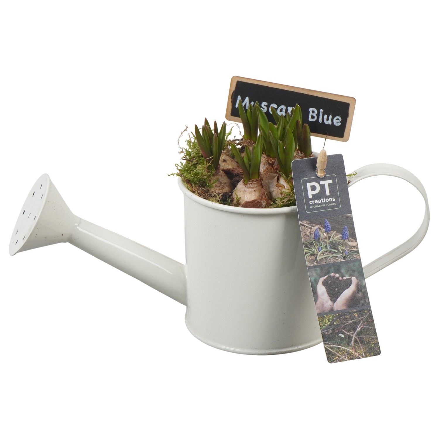 PTMB6128 Arrangement Muscari Blue in zink gieter, D 9