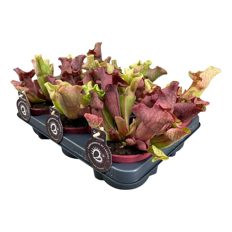 Sarracenia Ewelina 12 cm, D 12 cm