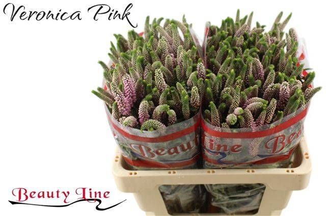 Вероника Скайлер Пинк 55, шт.