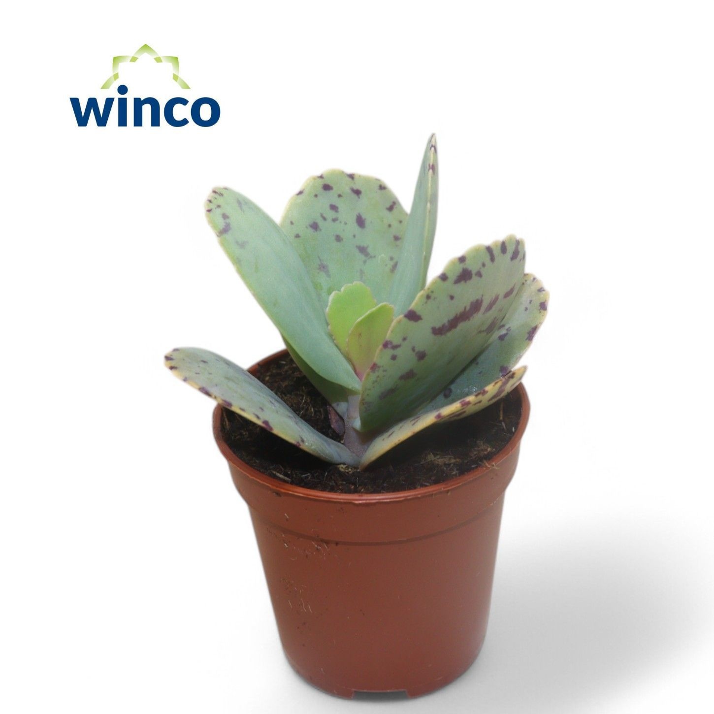 Kalanchoe Marmorata (tiger), D 5,5