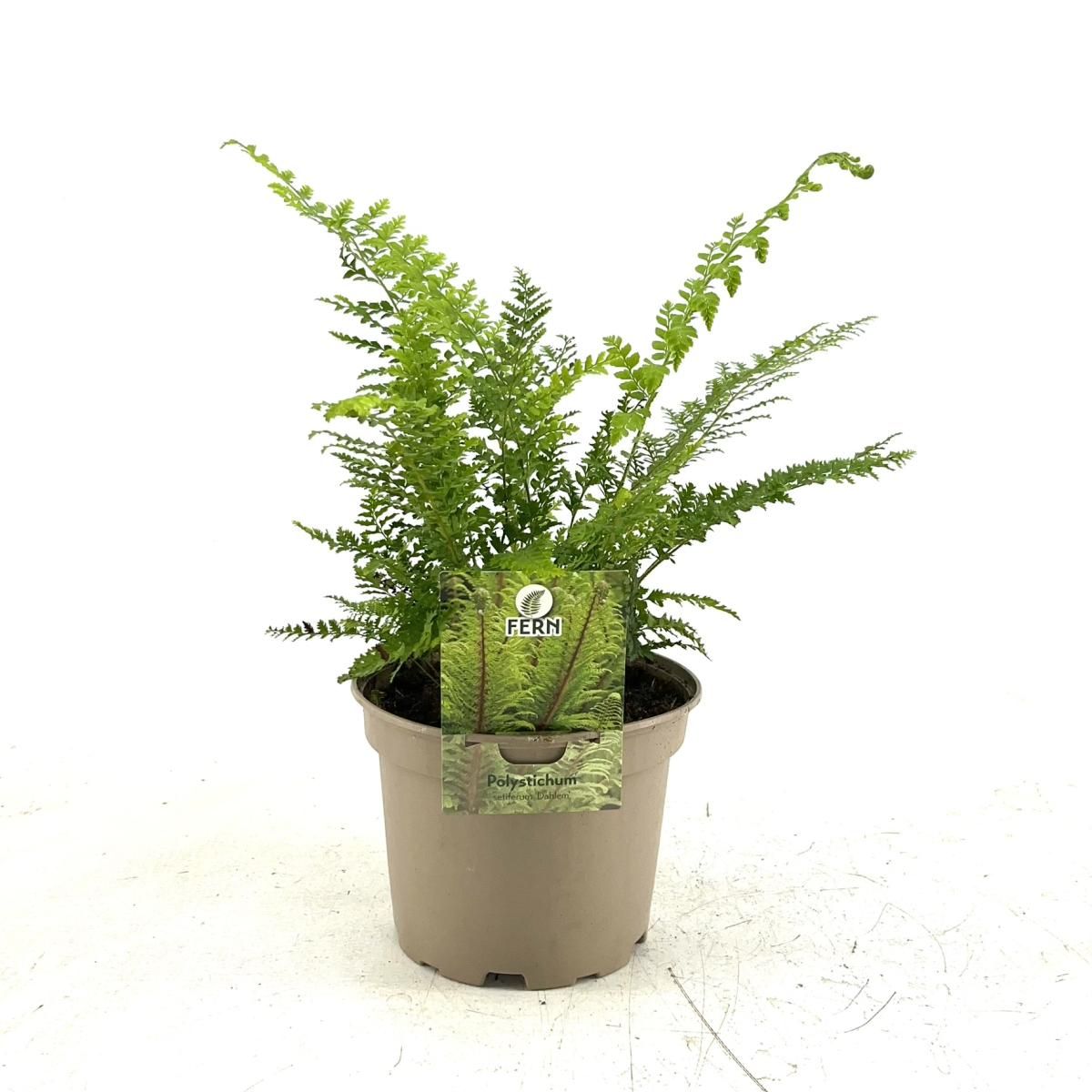 Polystichum set. 'Dahlem', D 17 cm