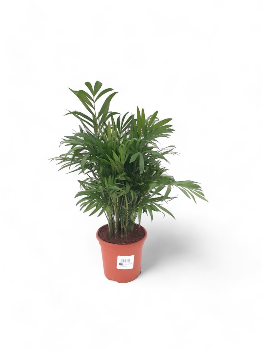 Chamaedorea Elegans, D 14 cm Chamaedorea Elegans, D 14 cm