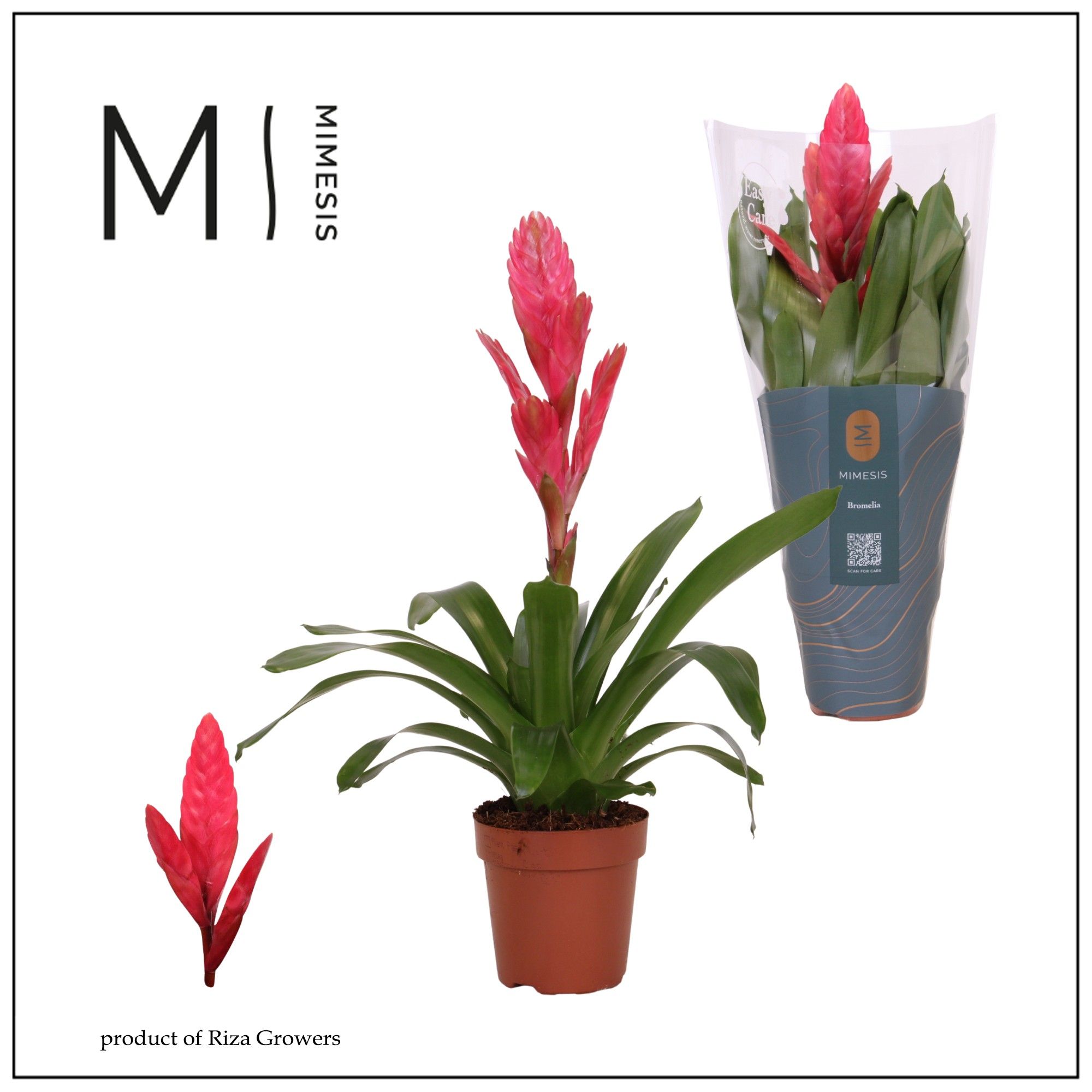 Vriesea Intenso Pink - 12cm | Mimesis, D 12