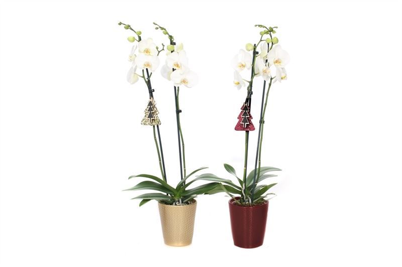 Zoe p12 dots bordeaux/gold Phal white 2T14+, D 12 cm