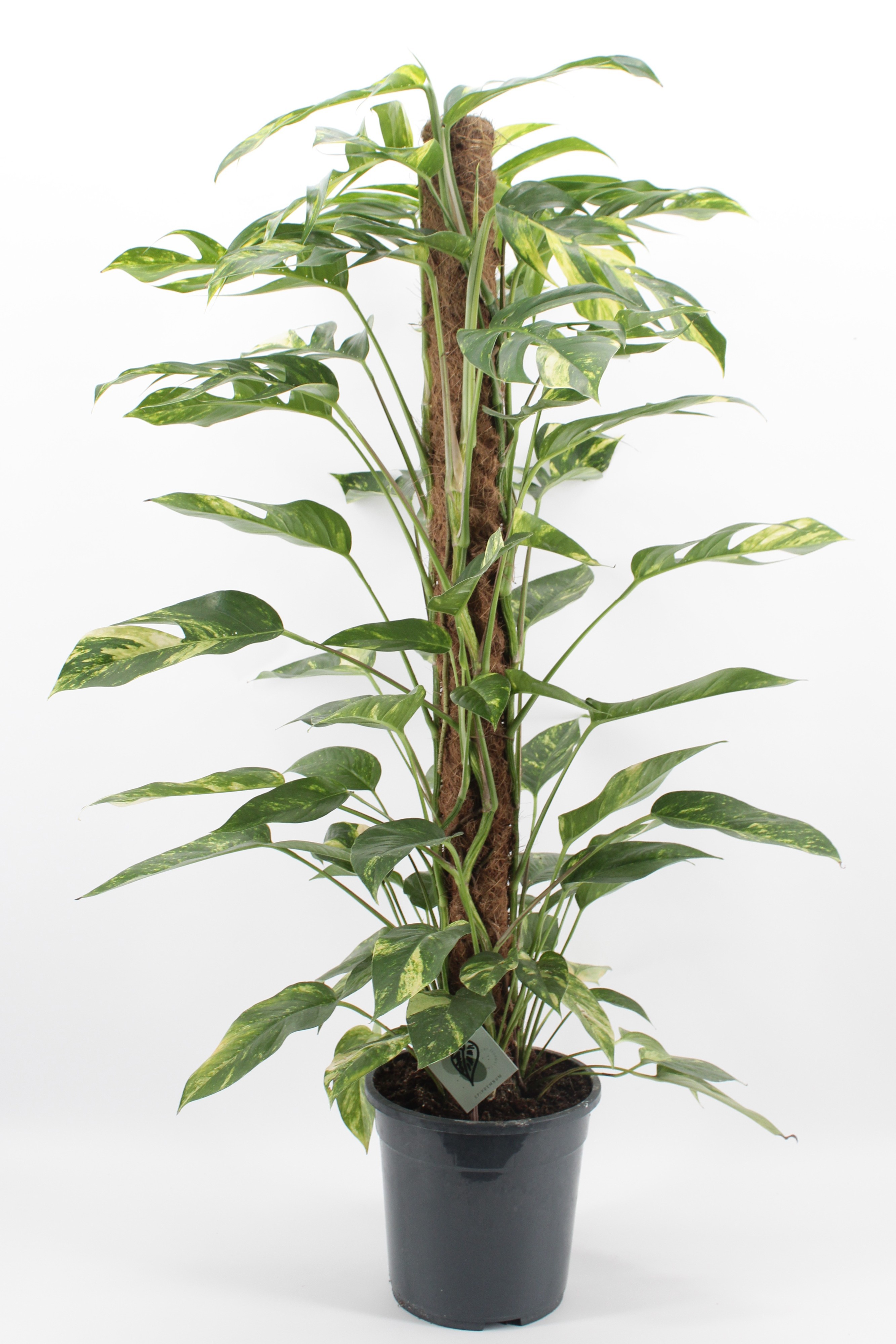 Epipremnum Golden Flame, D 24