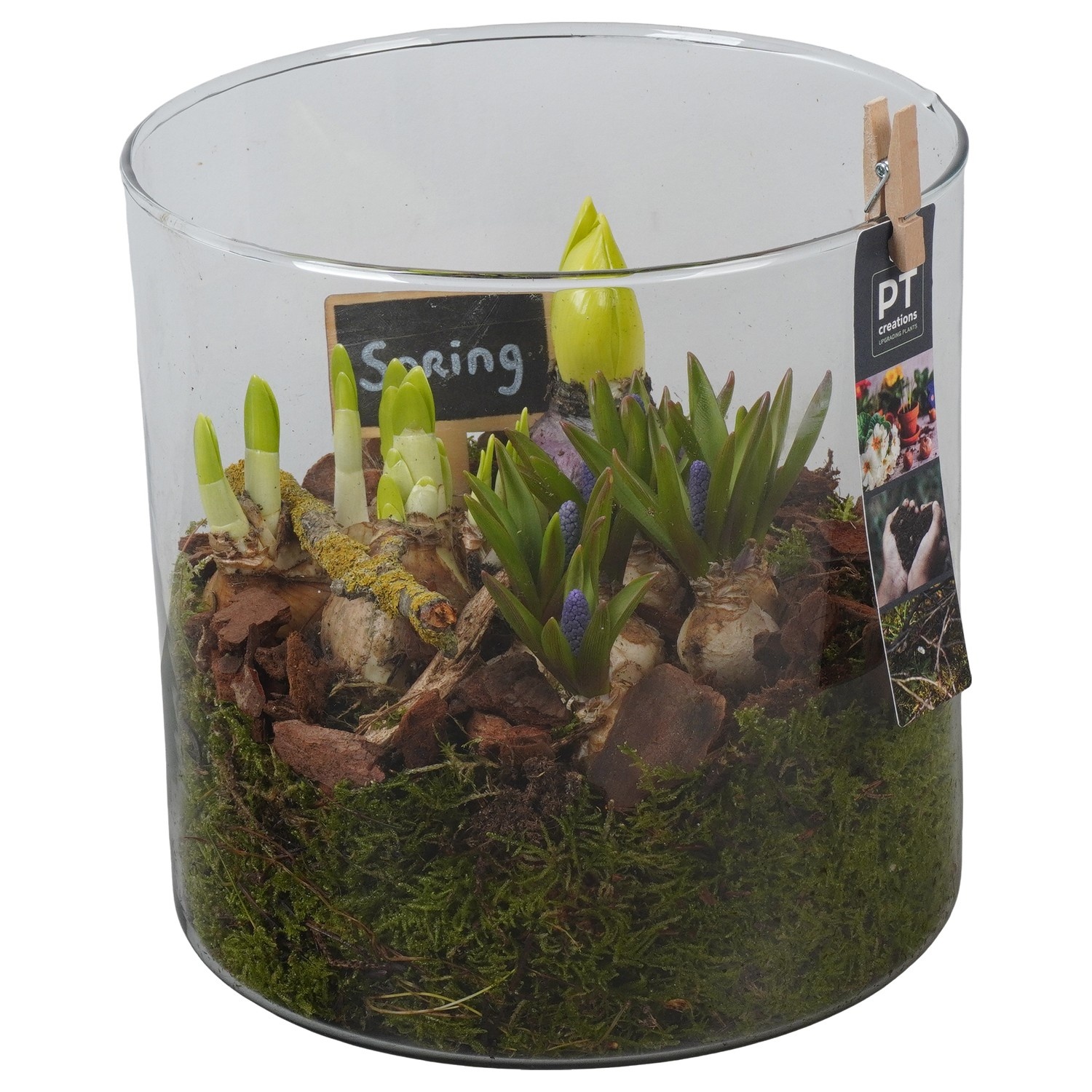 PTBM3952 Arrangement Flower Bulbs Mix in glazen vaas, D 19