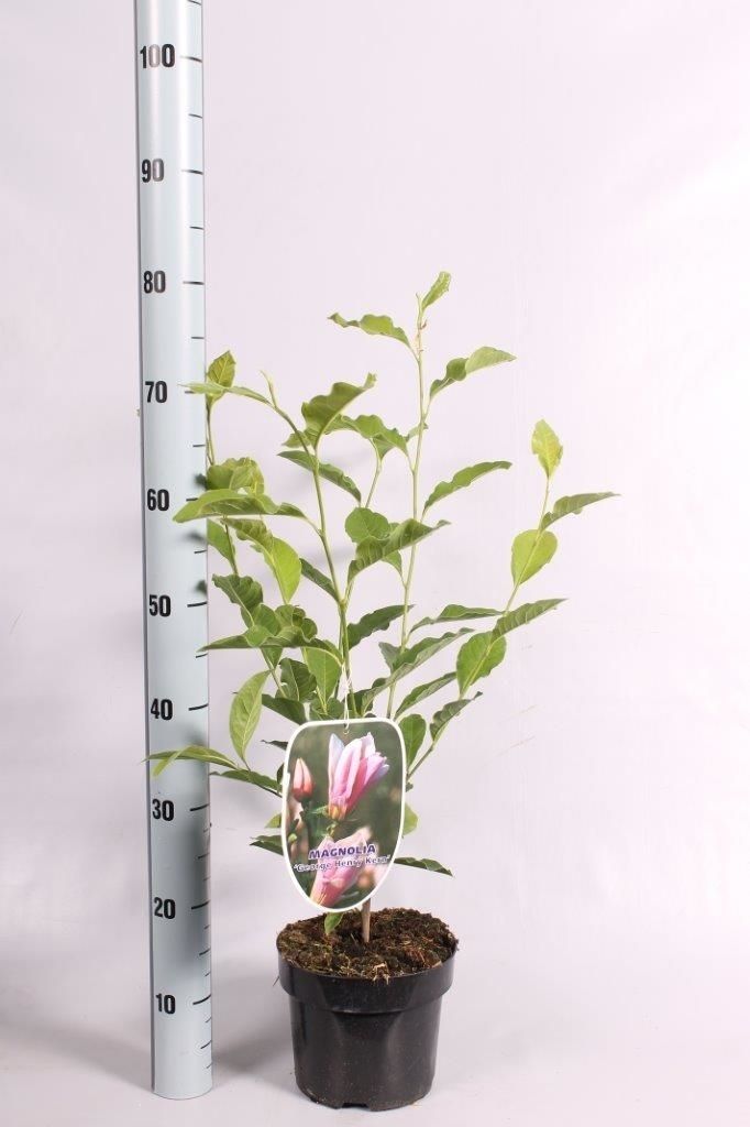 Magnolia 'George Henry Kern', D 19 cm