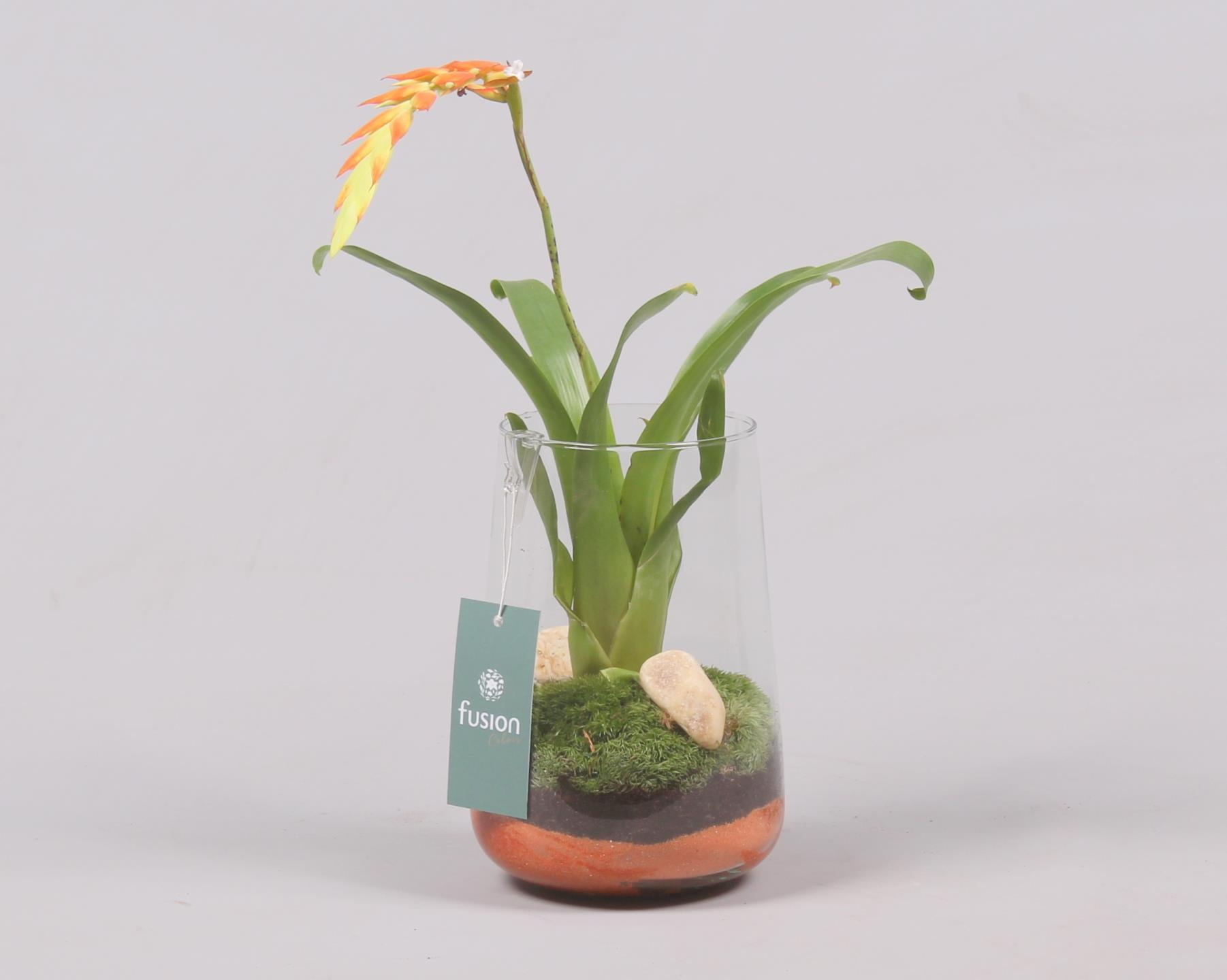 Green Bottle Deline Medium met Bromelia, D 13 cm