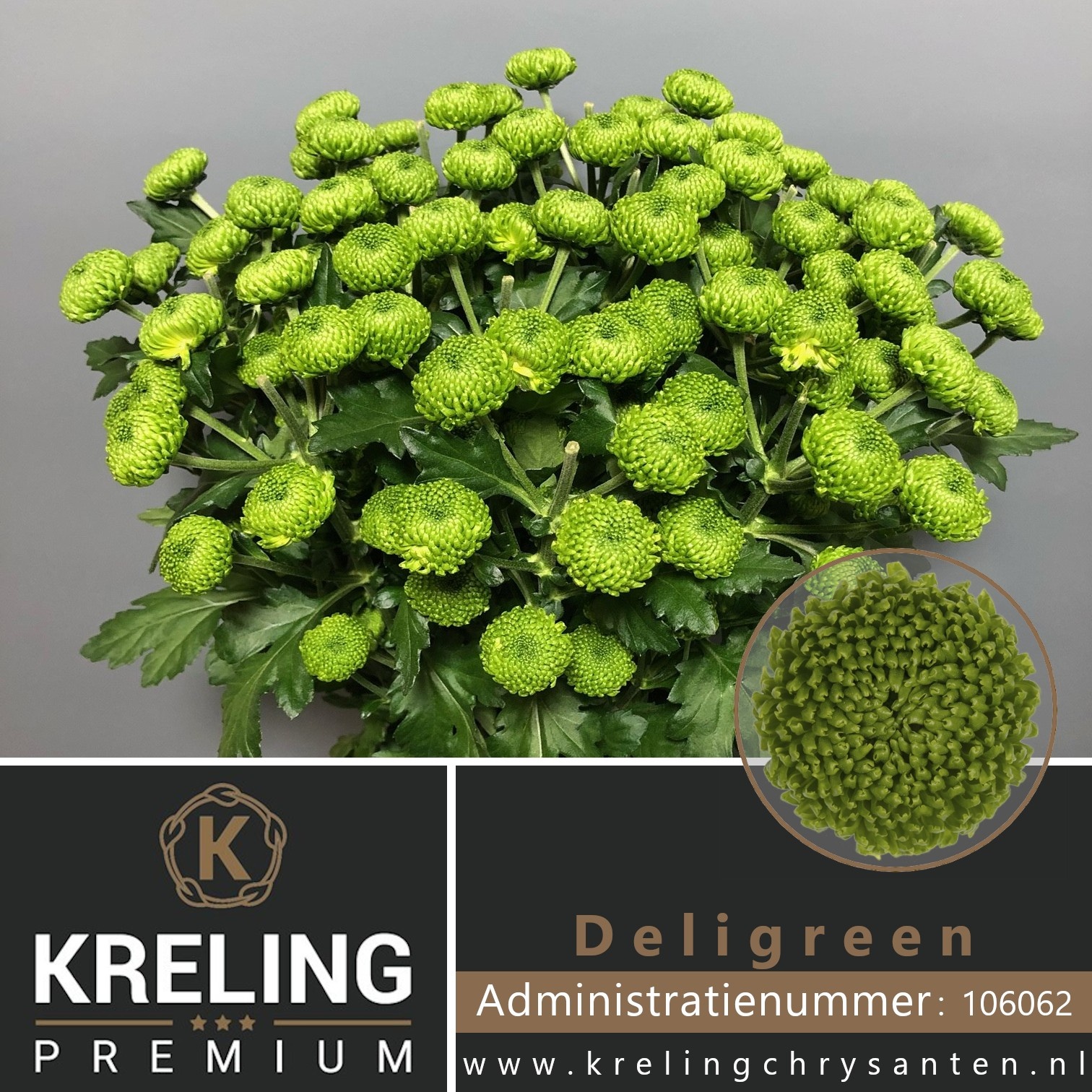 Хризантема куст. Делигрин 70 (зел.), шт.