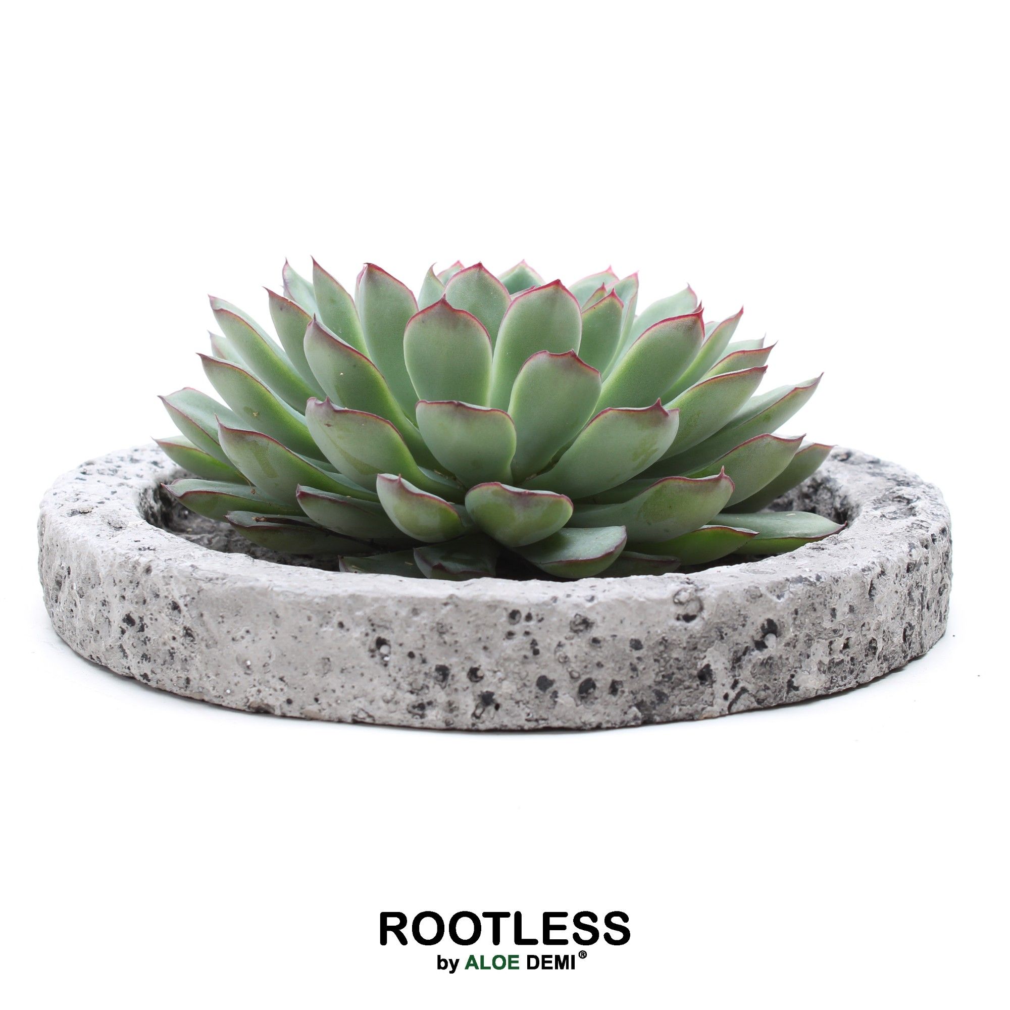 ROOTLESS Echeveria pulidonis, Koala bowl, D 20 cm
