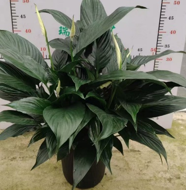 Спатифиллум 140 Краунс 14 50