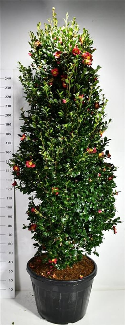 Camellia vernalis 'Yuletide', D 65