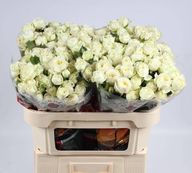 Роза куст. Мусони 70, шт.