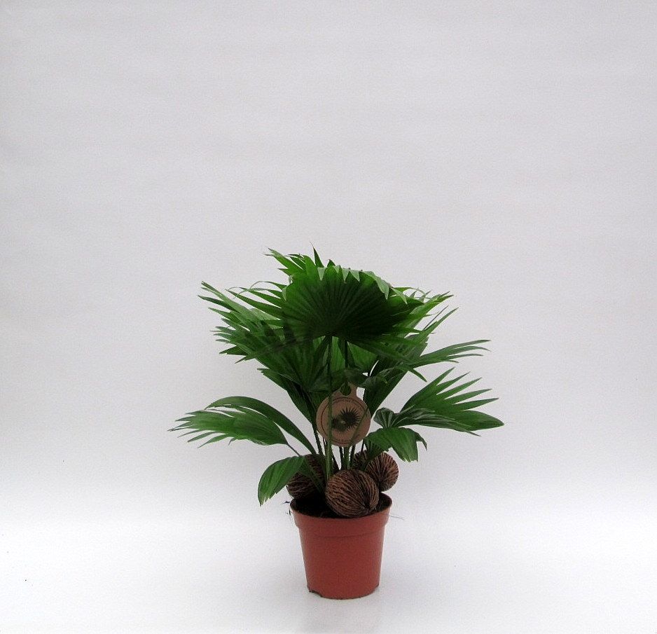 Livistona met 3 kadulnoten, D 14 cm Livistona met 3 kadulnoten, D 14 cm