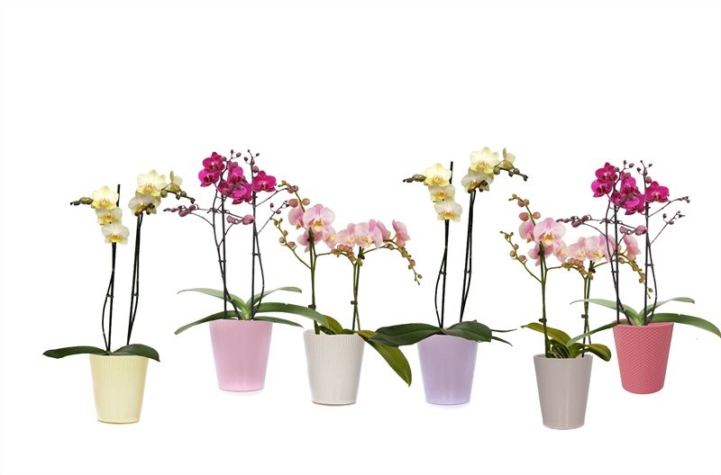 Zoe p12 dots mix Phal multiflower mix 2T22+, D 12 cm