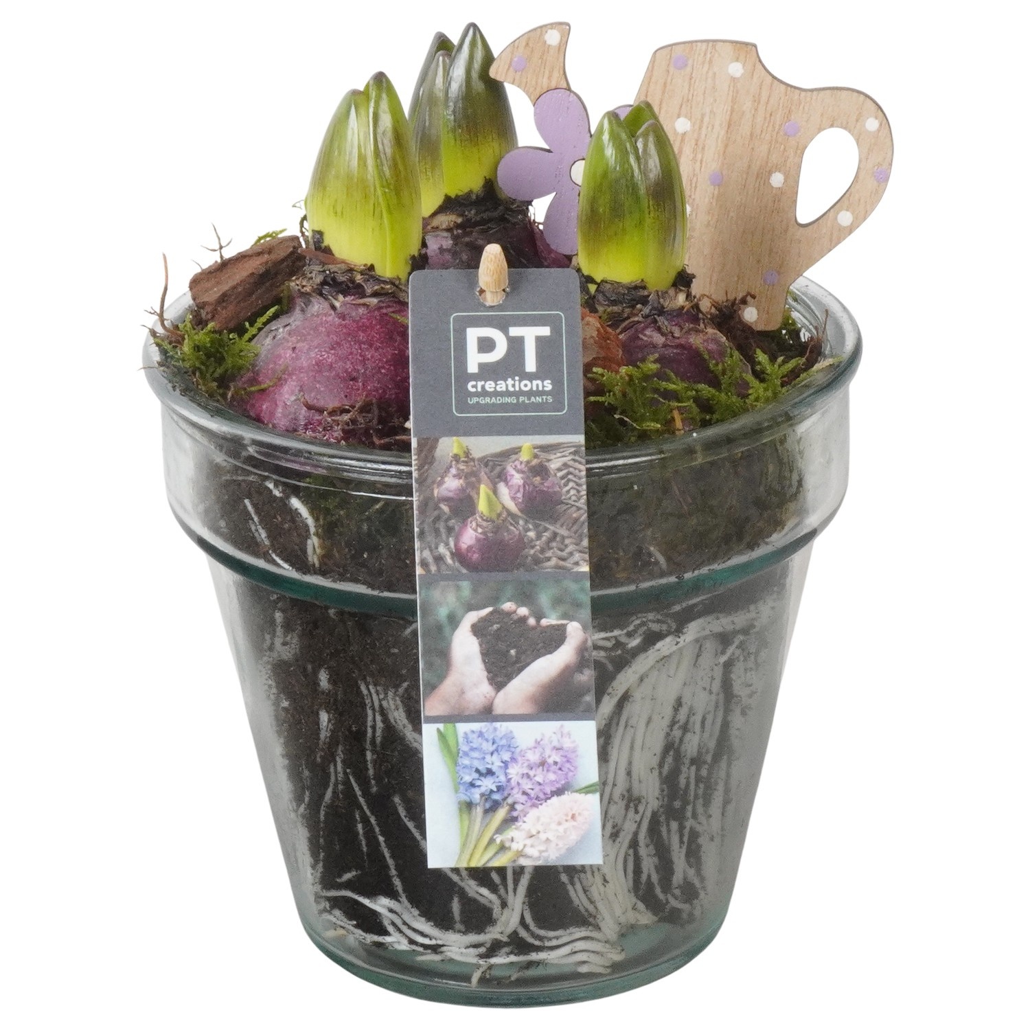 PTHC9196 Arrangement Hyacints in glas vaas, D 13