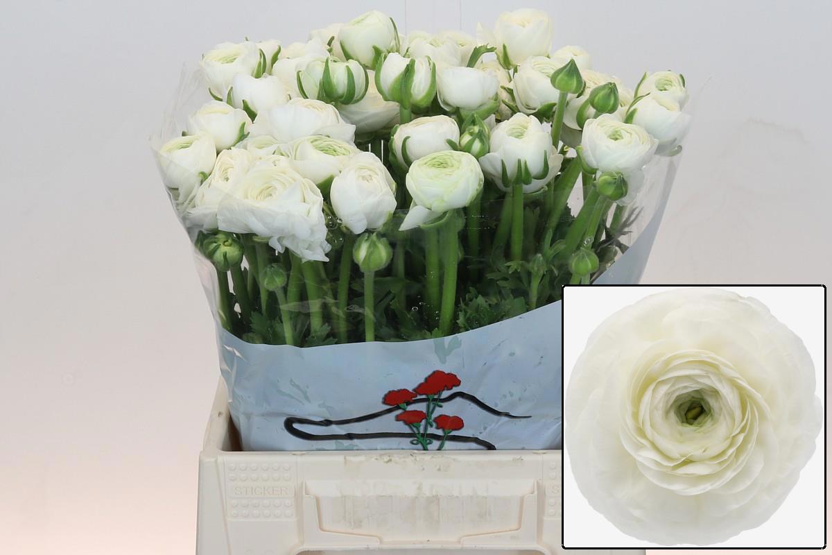 Ранункулус Элеганс Вайт 45, шт.