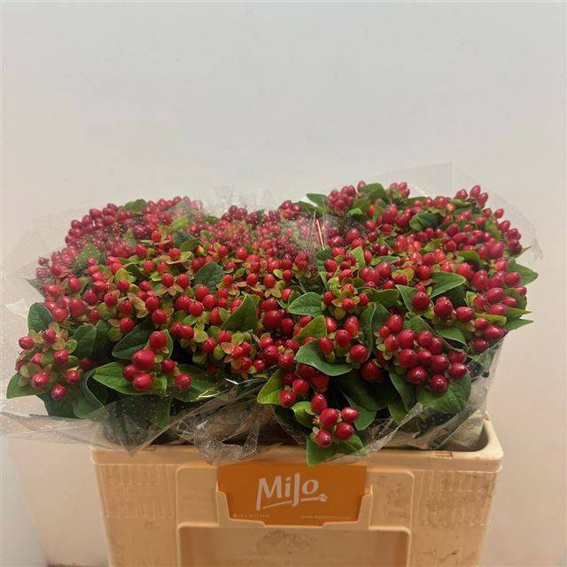 Гипперикум Мэджикал Лайтнин 50, шт.