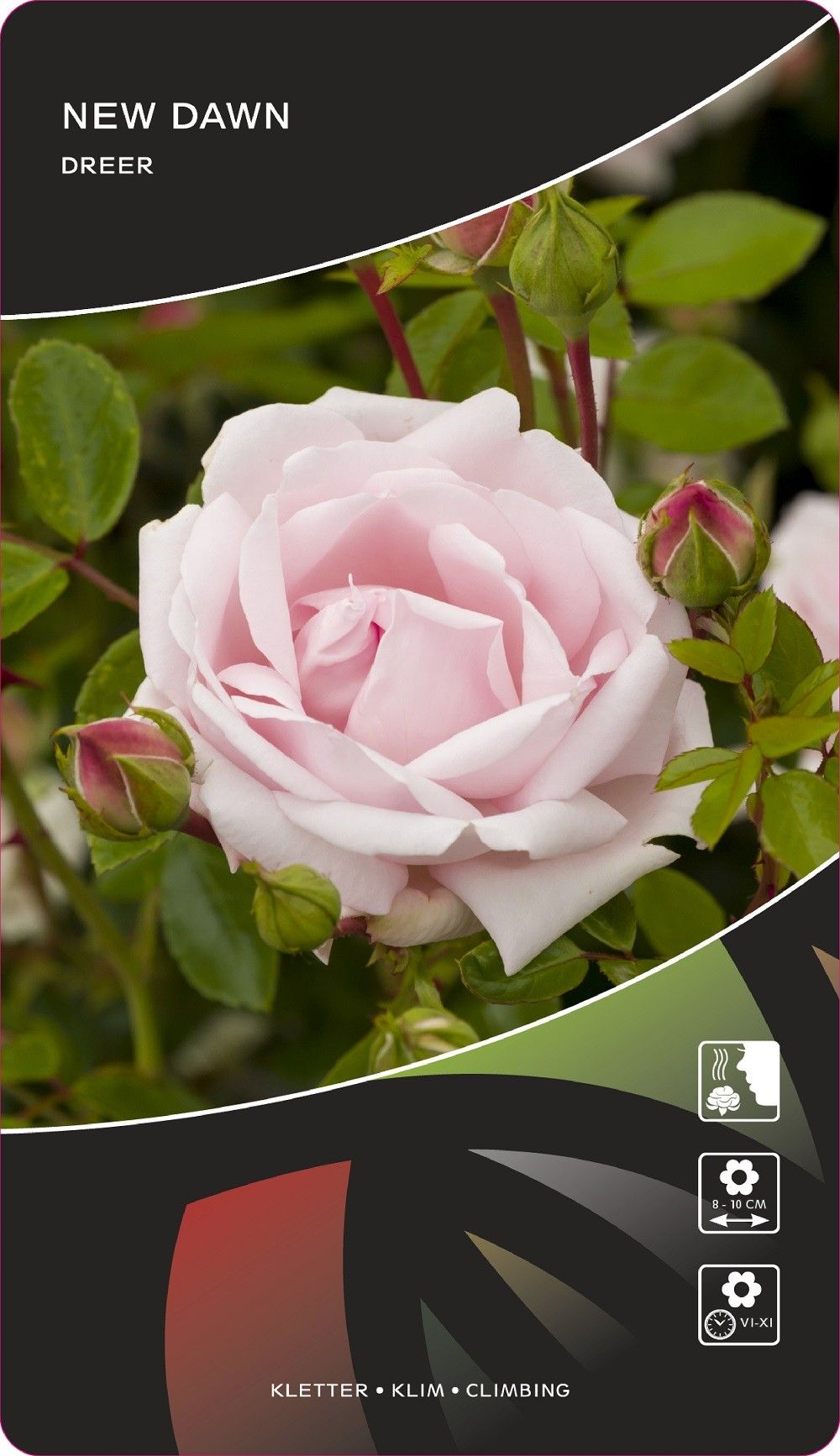 Rosa (K) New Dawn, D 17