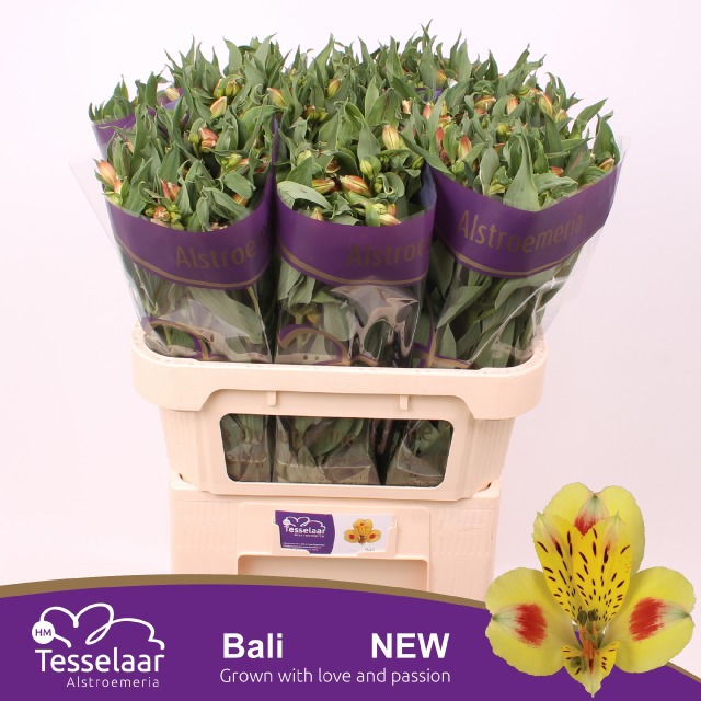 Альстромерия Бали (желт.), шт.