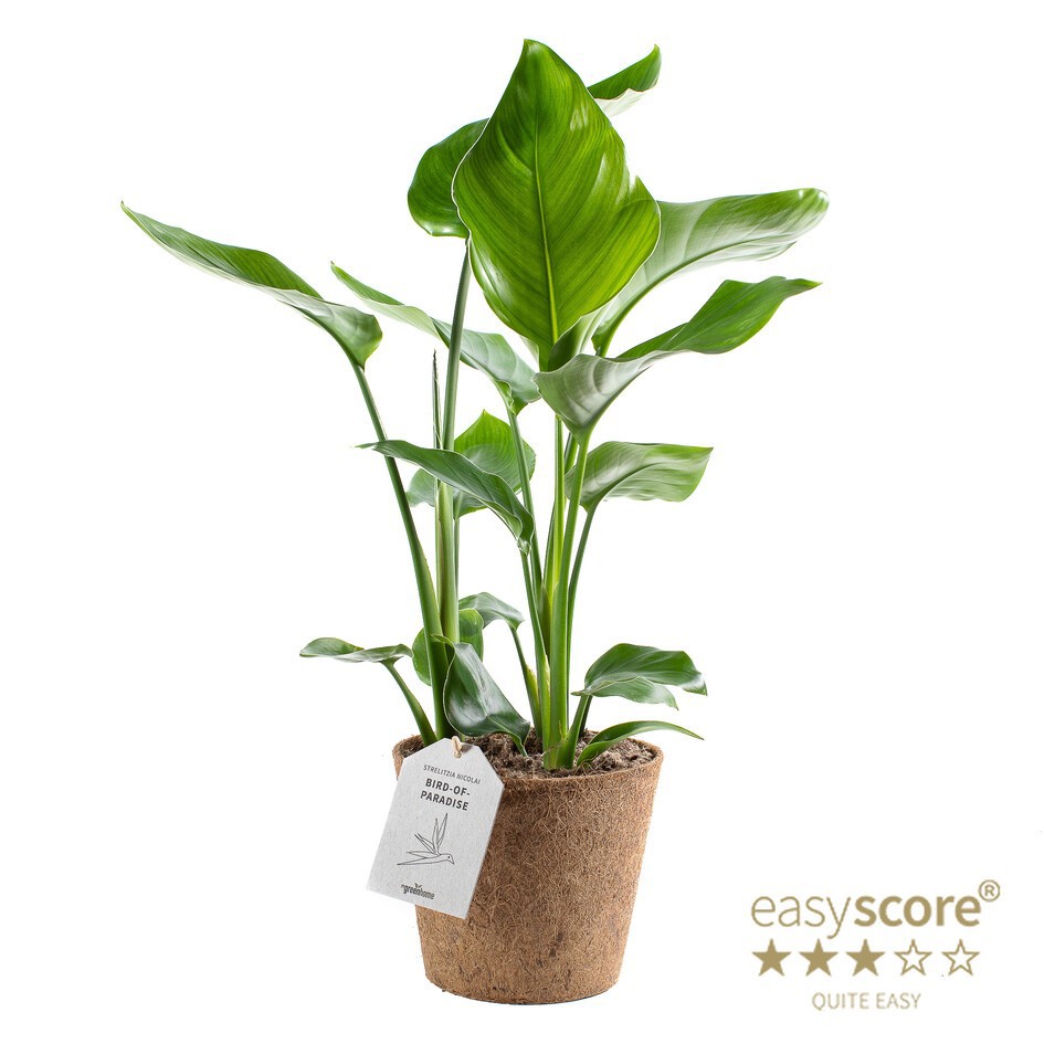 STRELITZIA NICOLAI COCOZ, D 17 cm