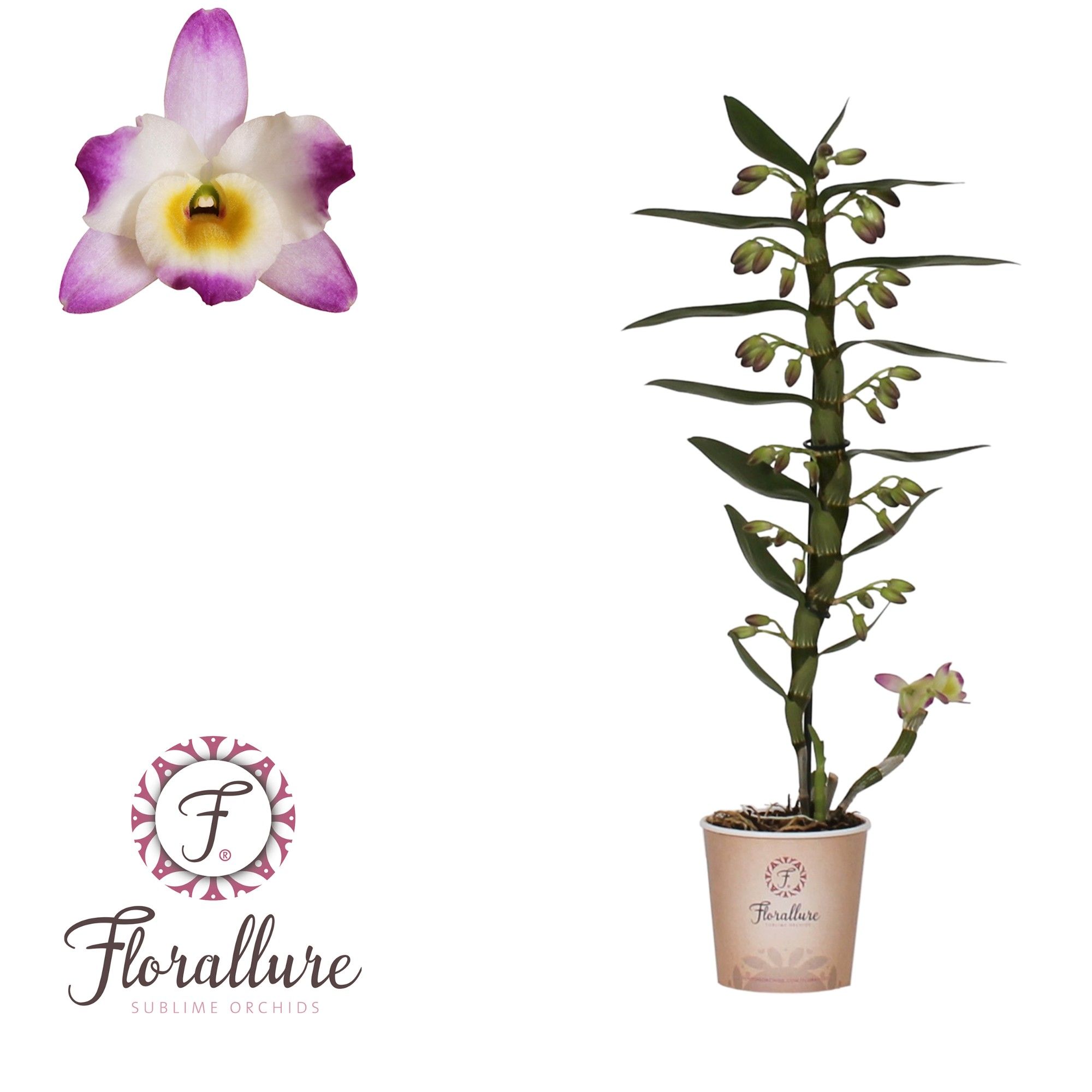 Dendrobium Nobile Bright Eye 1 stam 10+ tros Florallure, D 12
