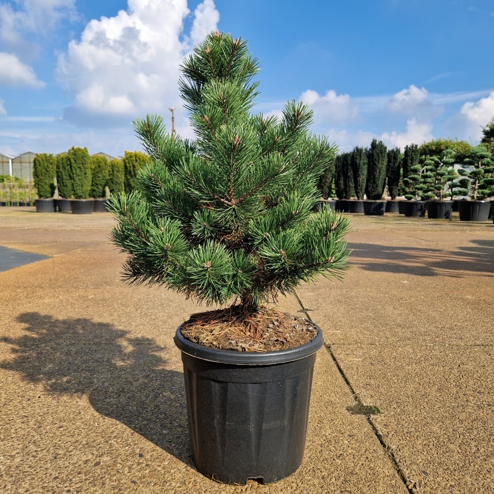 Pinus mugo 'Gnom', D 31 cm
