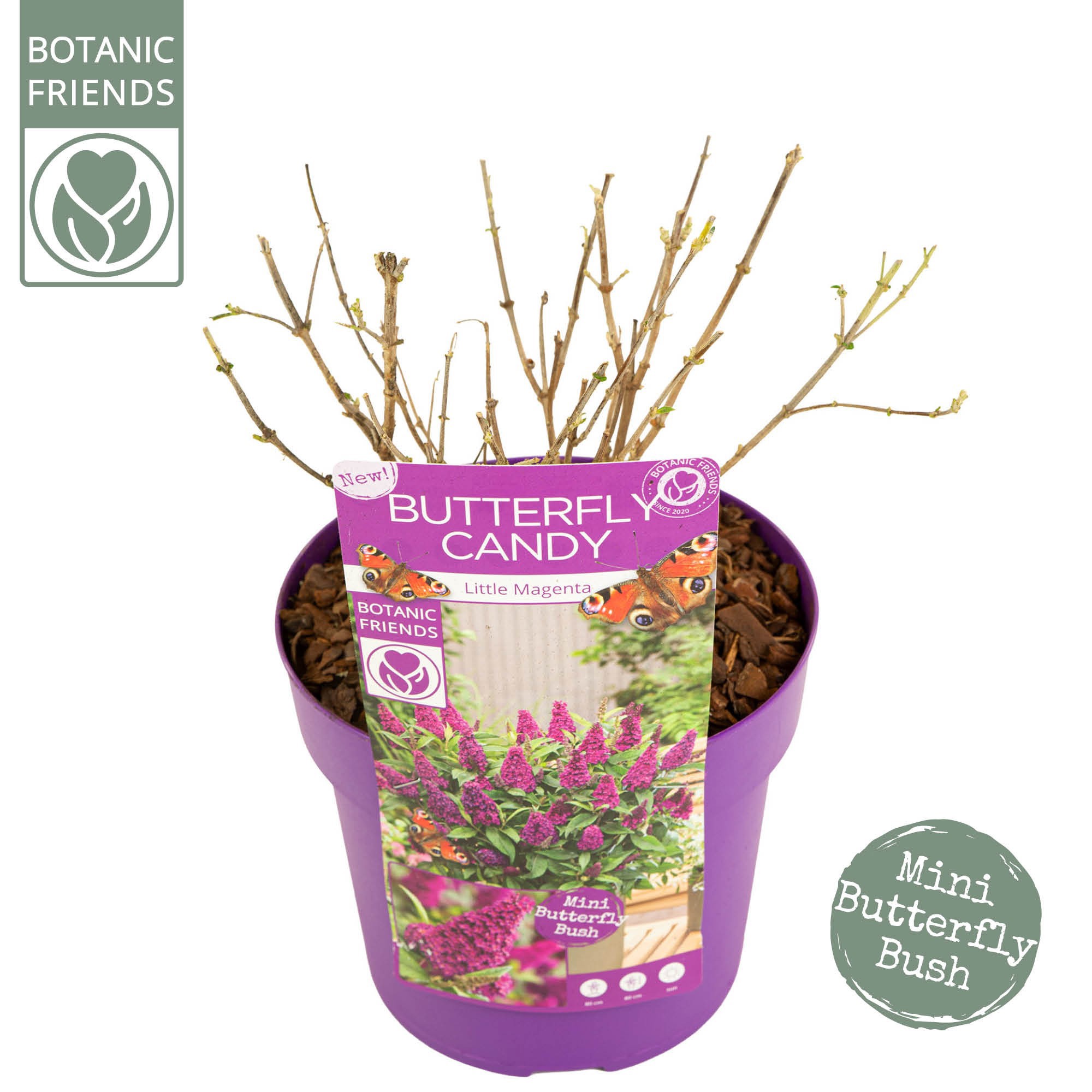 Buddleja Butterfly Candy® 'Little Magenta', D 19