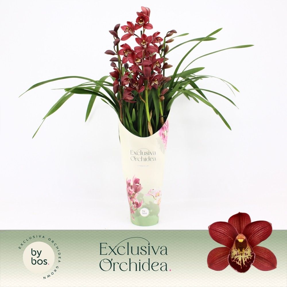 Cymbidium, Red Beauty Roy 3-spike P14 'Exclusiva Orchidea' Potcover, D 14