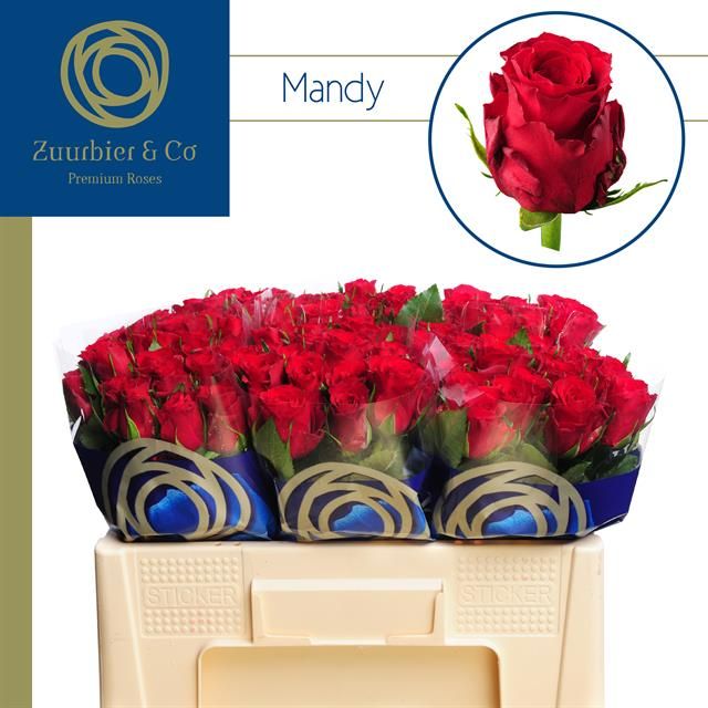 Роза од. Мэнди 50, шт.